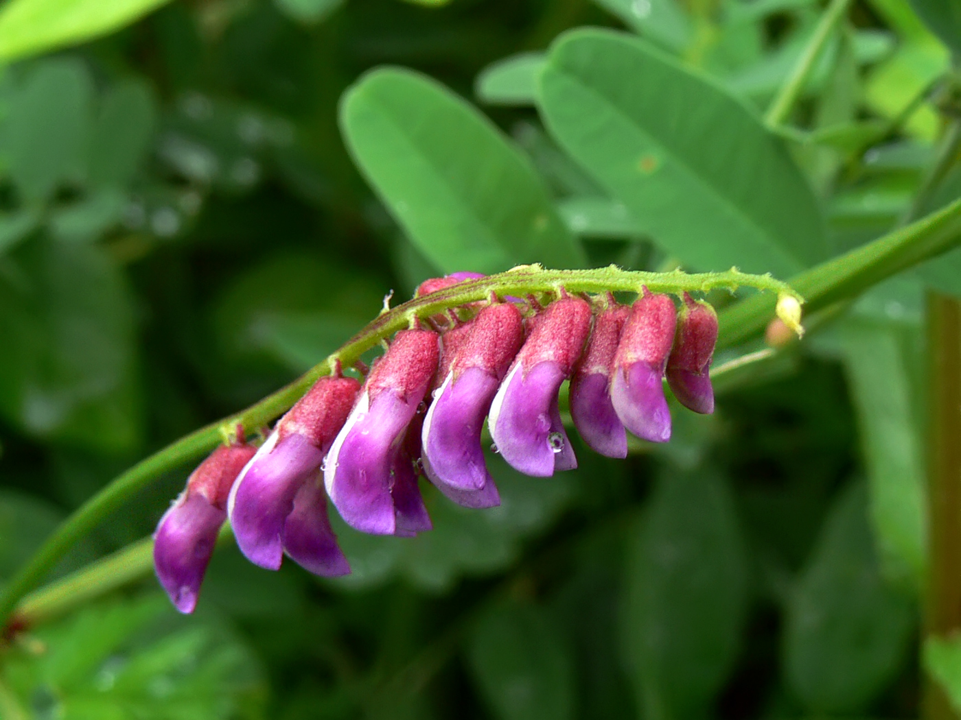 Изображение особи Vicia amurensis.