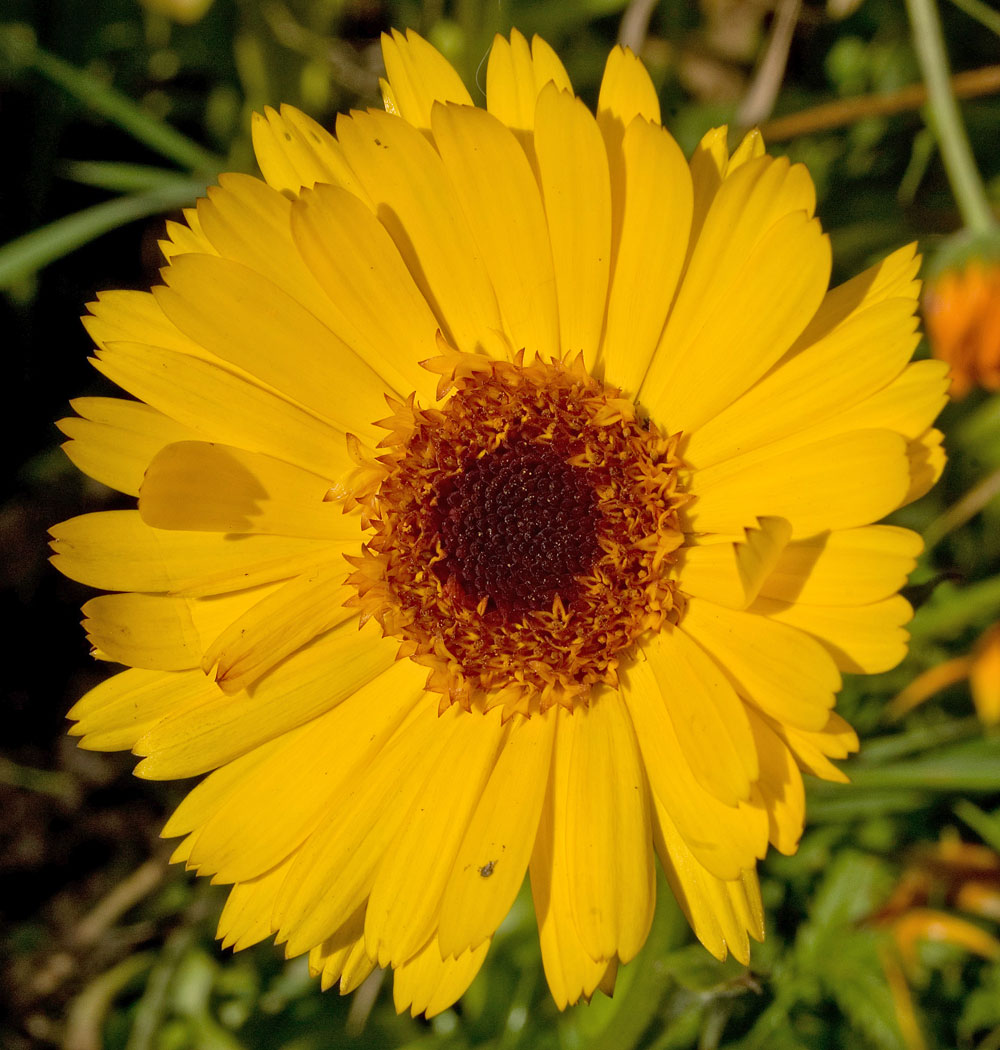 Изображение особи Calendula officinalis.