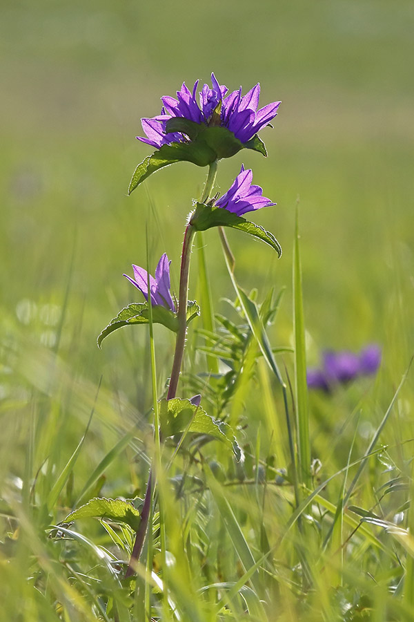 Image of Campanula glomerata specimen.