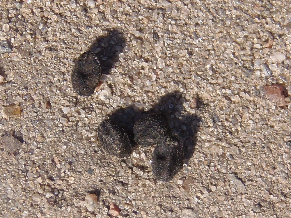 Image of Ipomoea &times; multifida specimen.