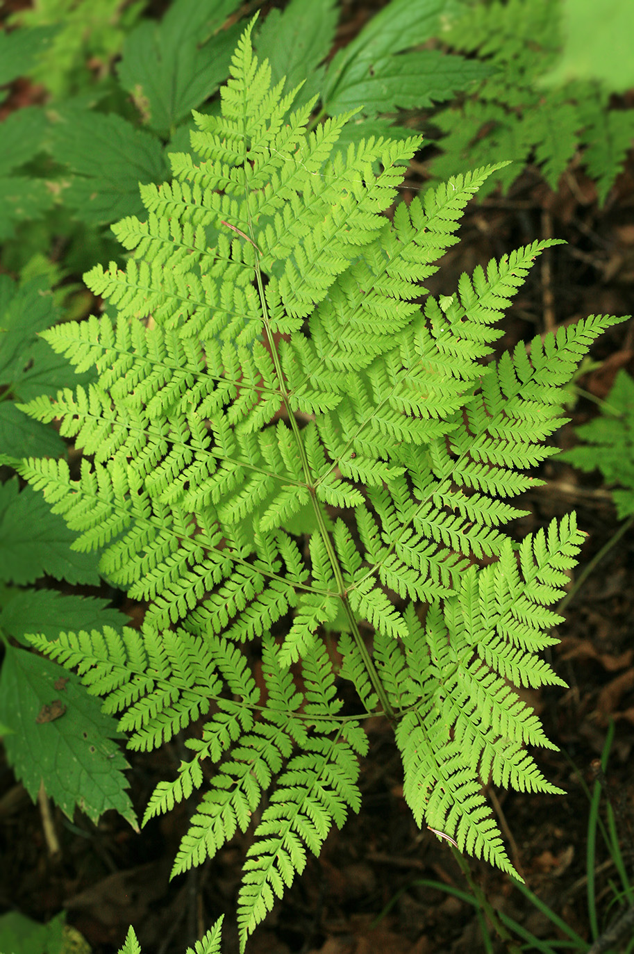 Image of Dryopteris expansa specimen.