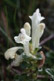 Scutellaria oligodonta
