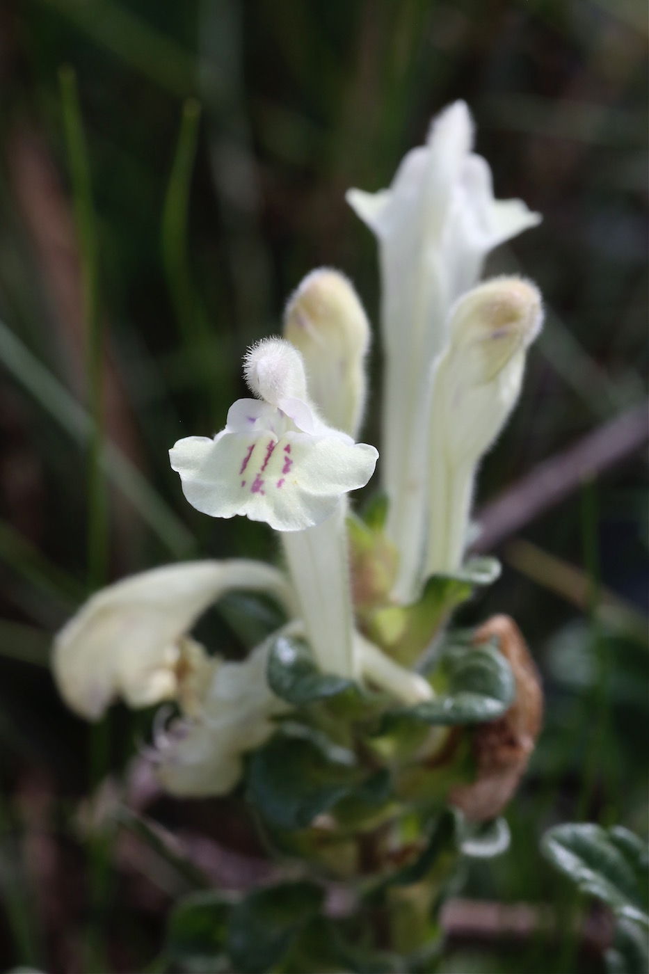 Image of Scutellaria oligodonta specimen.