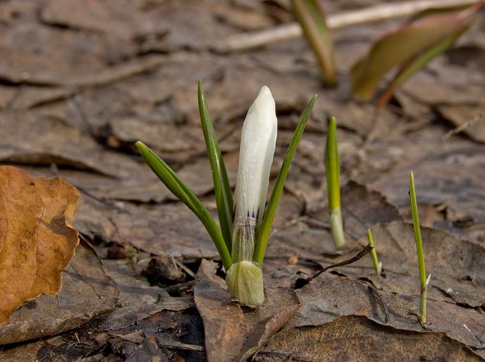 Изображение особи Crocus vernus.