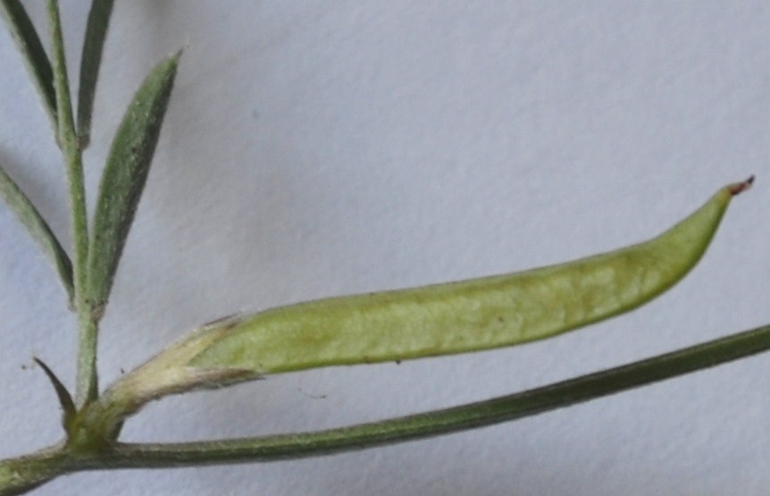 Image of Vicia lathyroides specimen.