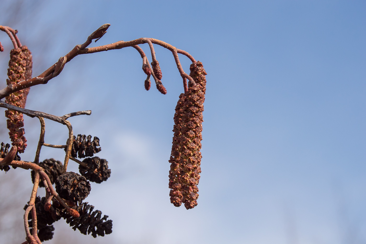 Изображение особи Alnus glutinosa.