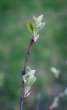 Amelanchier alnifolia. Верхушка побега с молодыми листьями и соцветия с нераспустившимися цветками. Пермский край, г. Пермь, Кировский р-н, подлесок соснового бора. 20.05.2017.