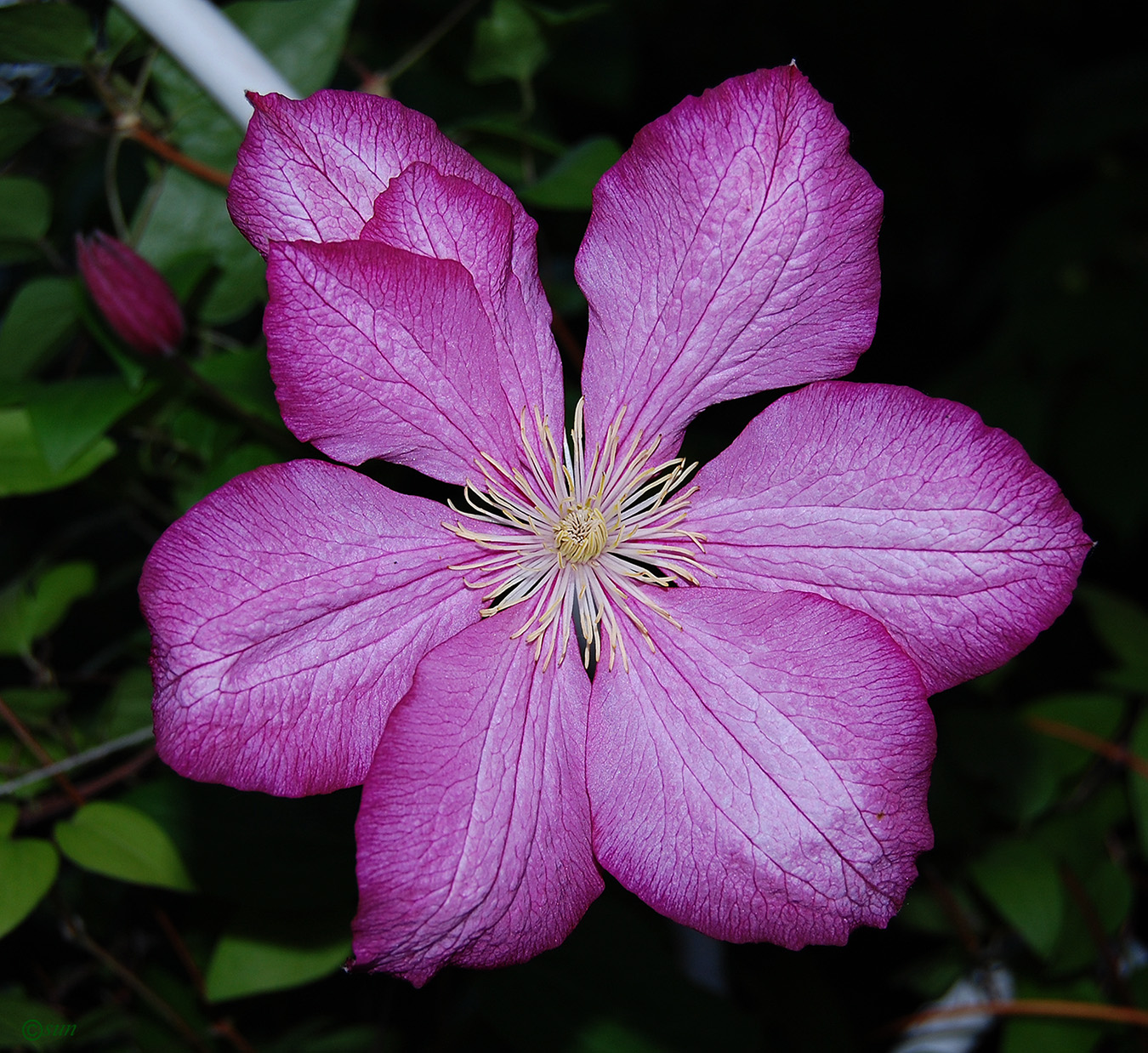 Изображение особи Clematis &times; jackmanii.