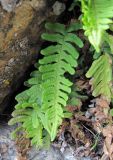 Polypodium vulgare. Спороносящее растение. Кабардино-Балкария, Эльбрусский р-н, окр. пос. Эльбрус, ок. 1800 м н.у.м., в расщелине скалы. 31.07.2017.