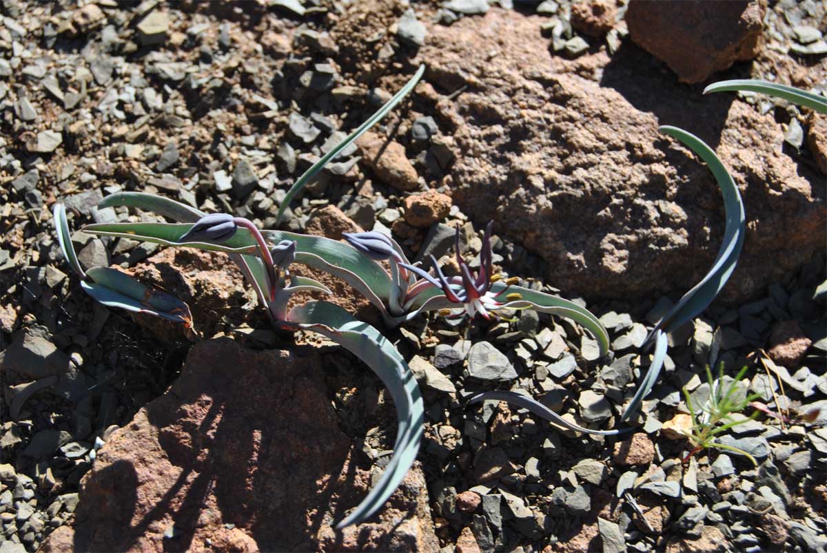 Image of Ornithoglossum vulgare specimen.