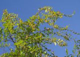Смотреть изображение Flueggea suffruticosa