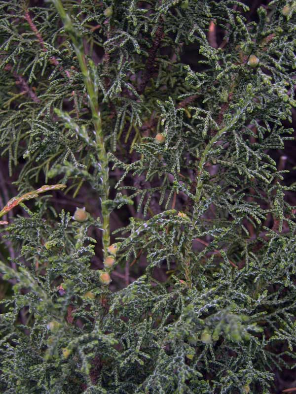 Image of Juniperus pseudosabina specimen.