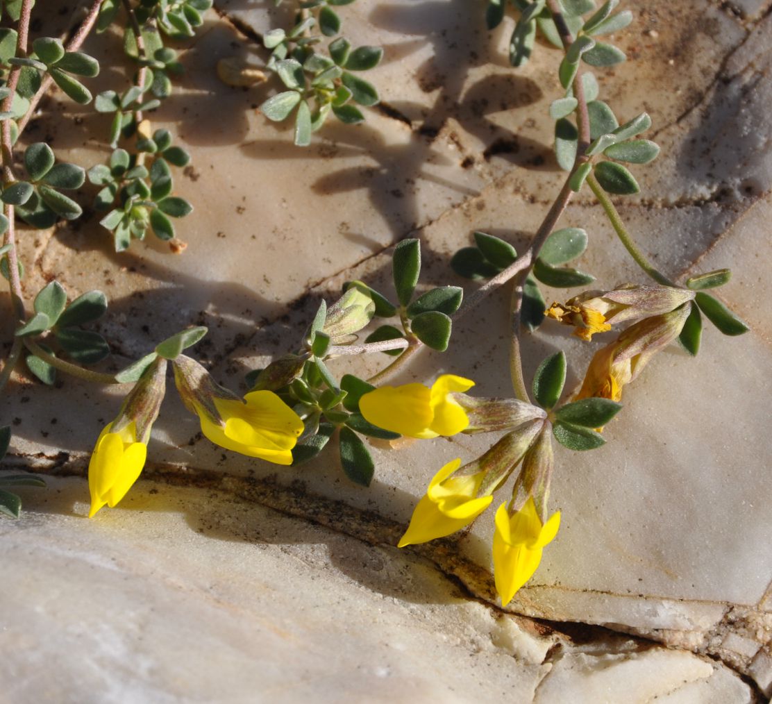 Image of Lotus cytisoides specimen.