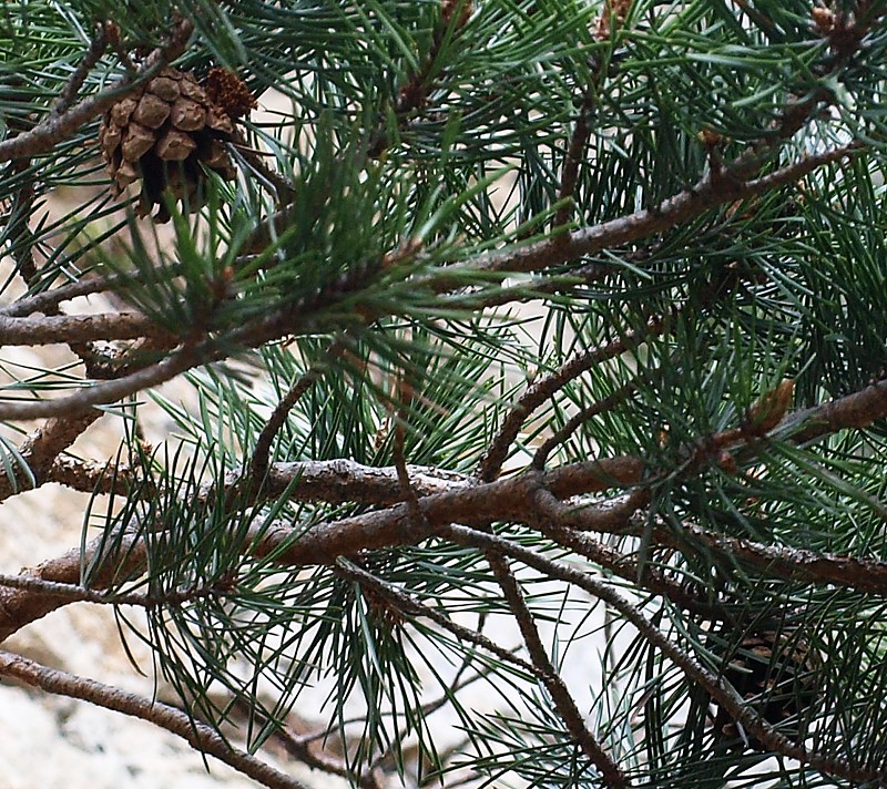 Image of Pinus sylvestris ssp. hamata specimen.