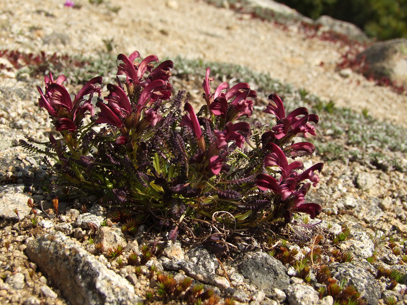 Image of Pedicularis ochotensis specimen.