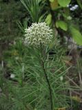 Asclepias linaria