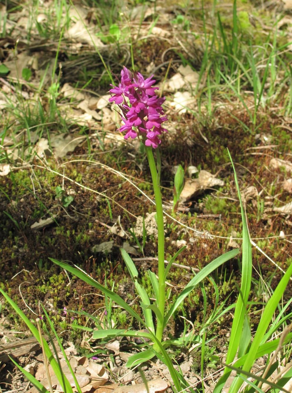 Изображение особи Dactylorhiza romana ssp. georgica.