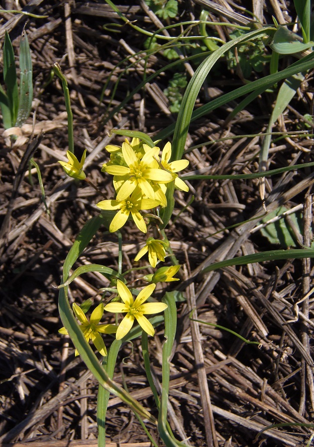 Изображение особи Gagea erubescens.