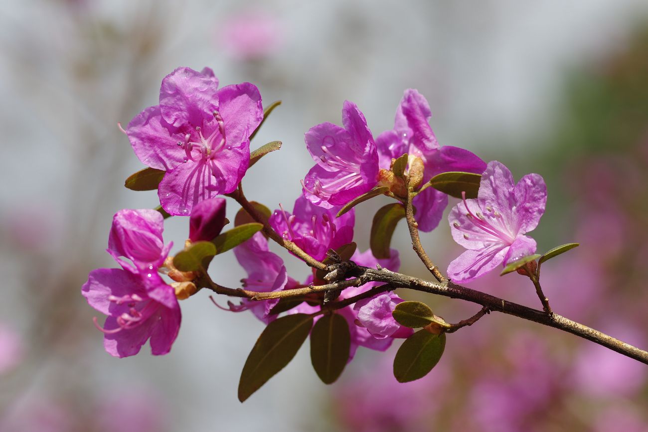 Image of Rhododendron ledebourii specimen.