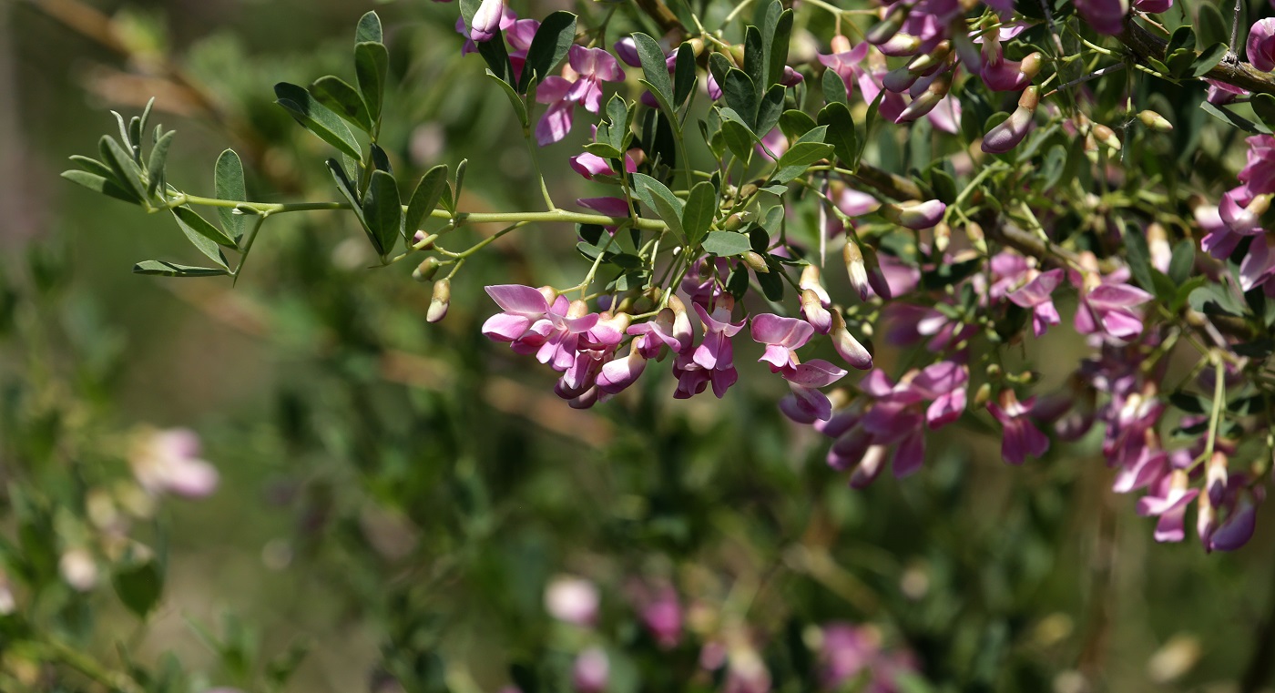 Image of Halimodendron halodendron specimen.