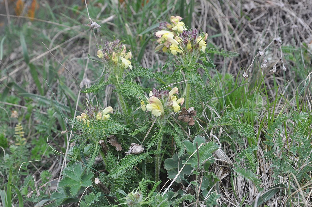 Изображение особи Pedicularis sibthorpii.