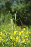 Lathyrus pratensis. Верхушка побега с разворачивающимся листом. Мурманск, мкр-н Росляково, некошеный газон. 08.07.2018.