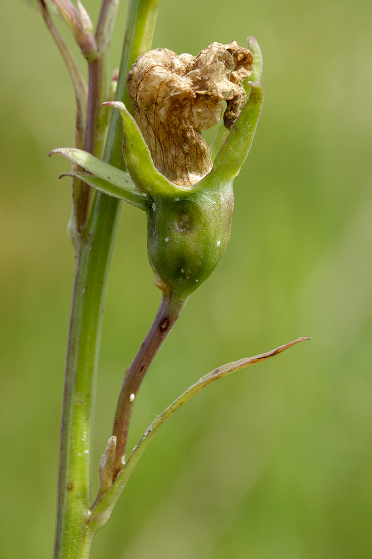 Image of Campanula persicifolia specimen.