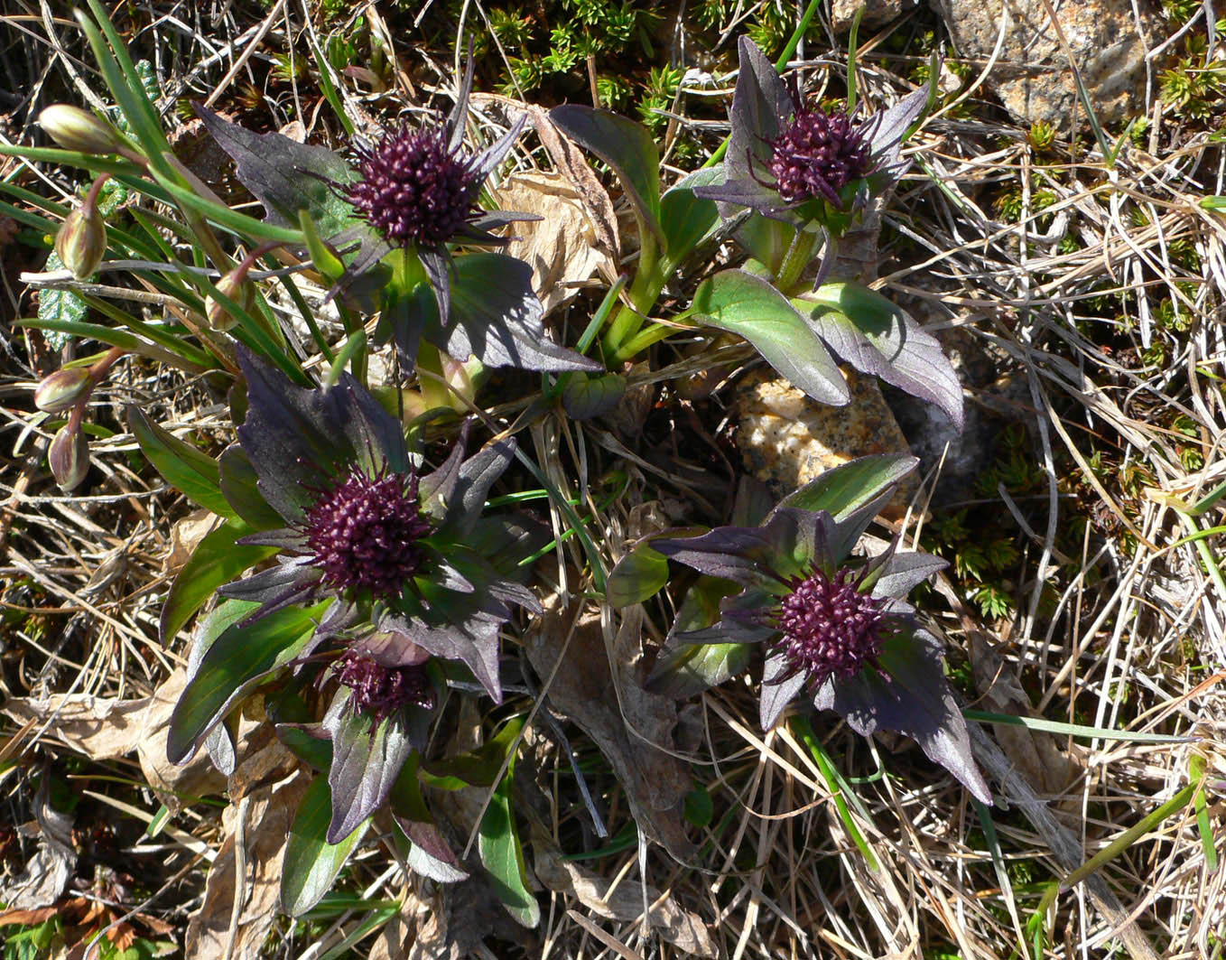 Image of Valeriana capitata specimen.