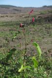 Persicaria orientalis. Цветущее растение. Крым, западный берег Симферопольского вдхр., берег ручья. 29.10.2018.