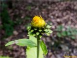 Telekia speciosa. Раскрывающееся соцветие-корзинка. Украина, Ивано-Франковская обл., Болеховский горсовет, Поляницкий сельсовет, Поляницкий региональный ландшафтный парк, подножье горы Погар, опушка леса. 21.07.2018.