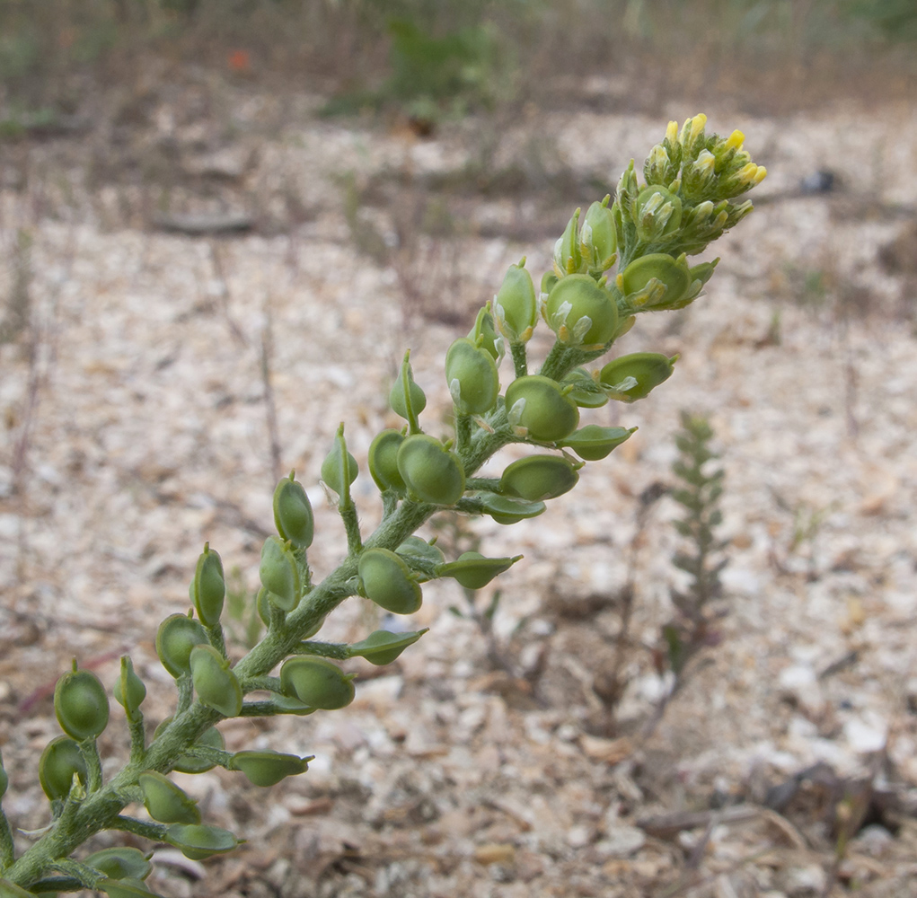 Image of Alyssum turkestanicum var. desertorum specimen.