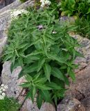 Cirsium helenioides