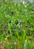 Carex aterrima