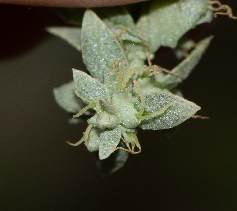 Изображение особи Atriplex nummularia.