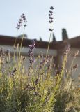 Lavandula angustifolia