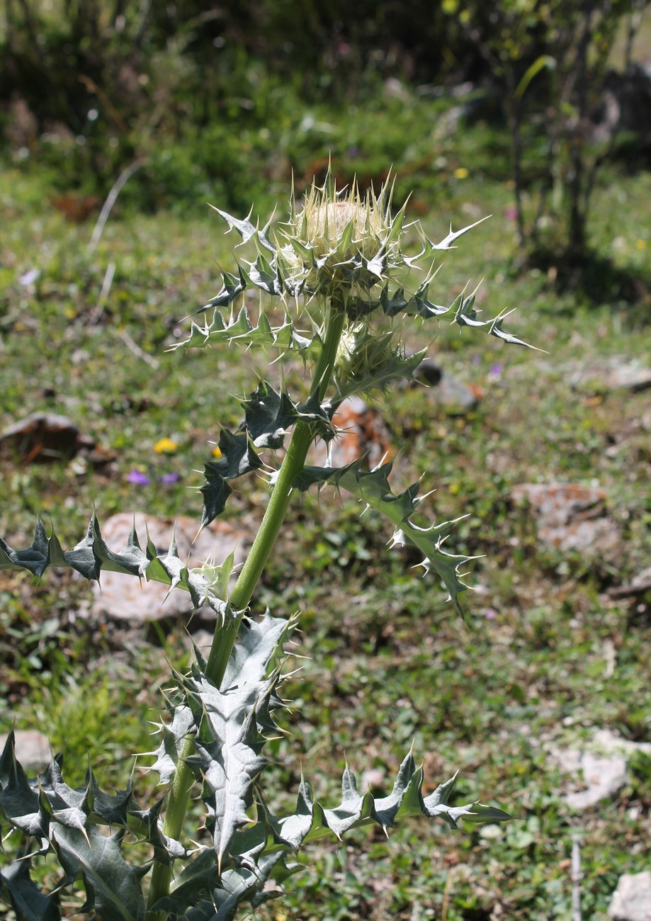 Image of Cirsium cephalotes specimen.