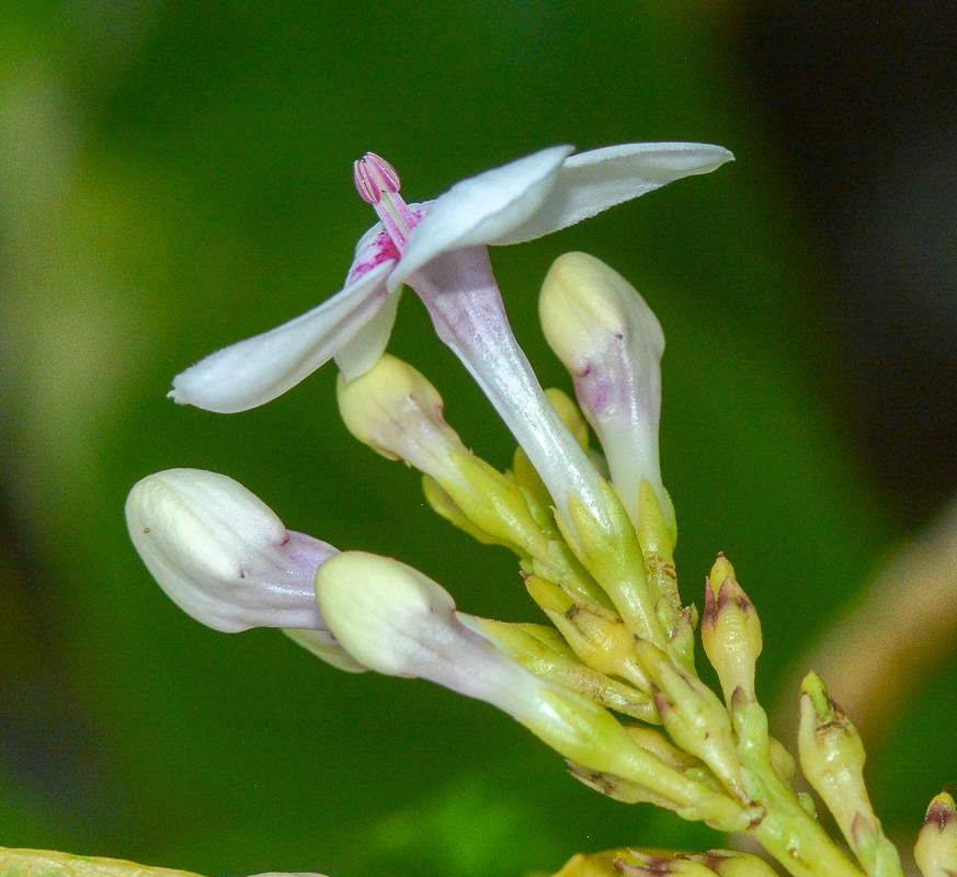 Изображение особи Pseuderanthemum carruthersii.
