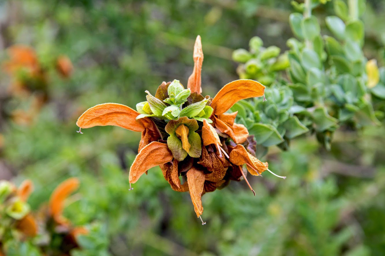 Изображение особи Salvia aurea.