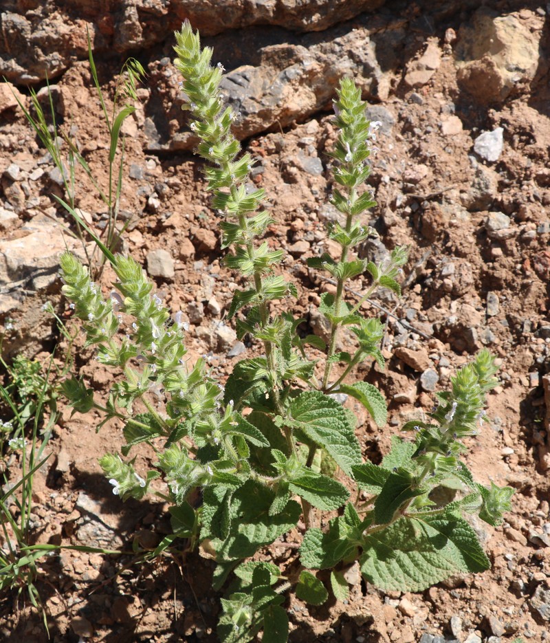 Image of Salvia viridis specimen.