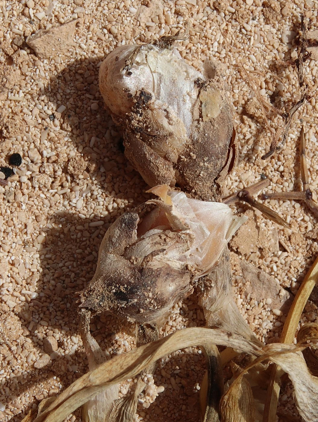 Image of Allium blomfieldianum specimen.