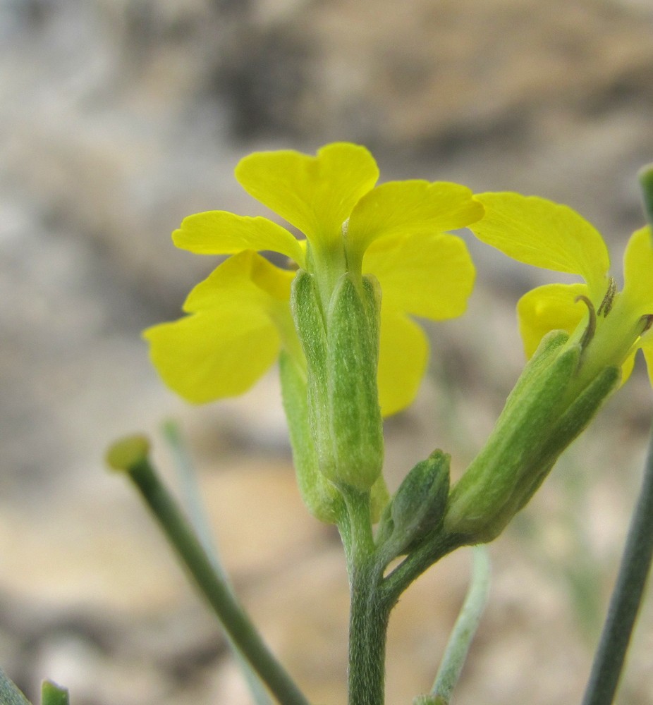 Image of Erysimum substrigosum specimen.