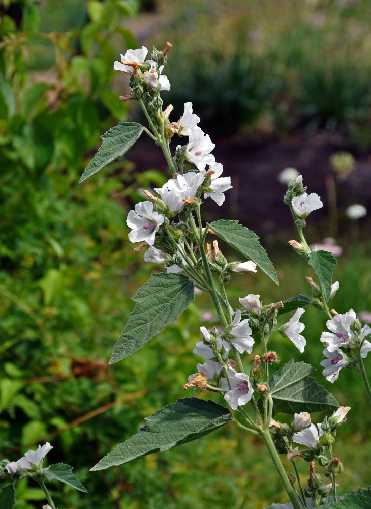 Image of Althaea officinalis specimen.