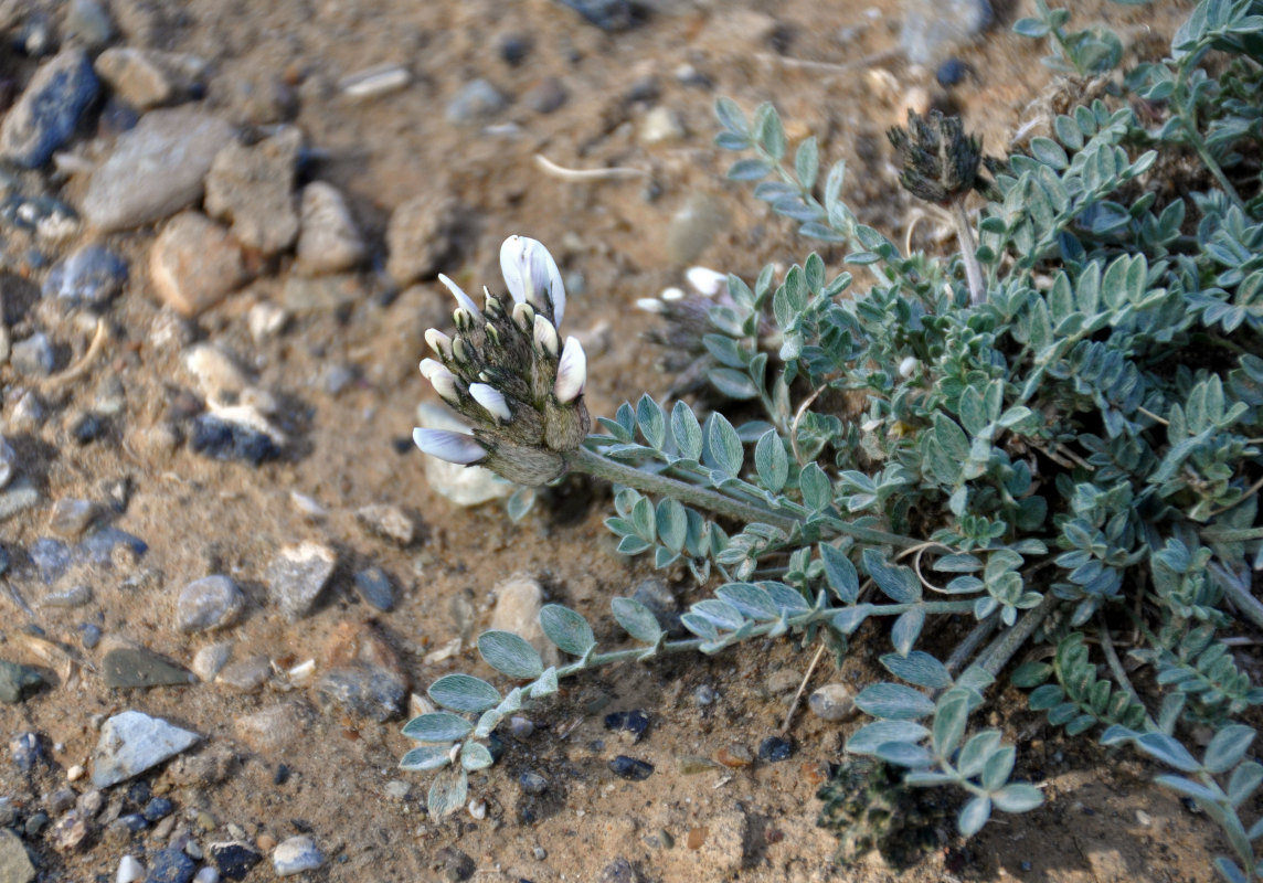 Image of Astragalus dilutus specimen.