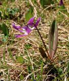 Erythronium sibiricum. Цветущее растение. Алтай, Онгудайский р-н, Семинский перевал, ≈ 1700 м н.у.м., опушка хвойного леса. 10.06.2019.