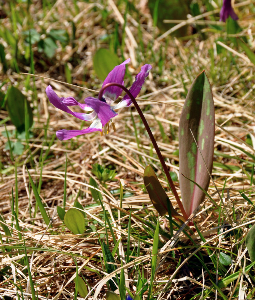 Изображение особи Erythronium sibiricum.