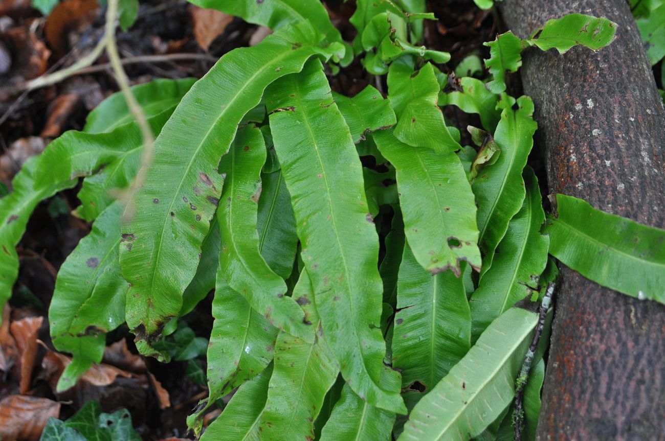 Изображение особи Phyllitis scolopendrium.