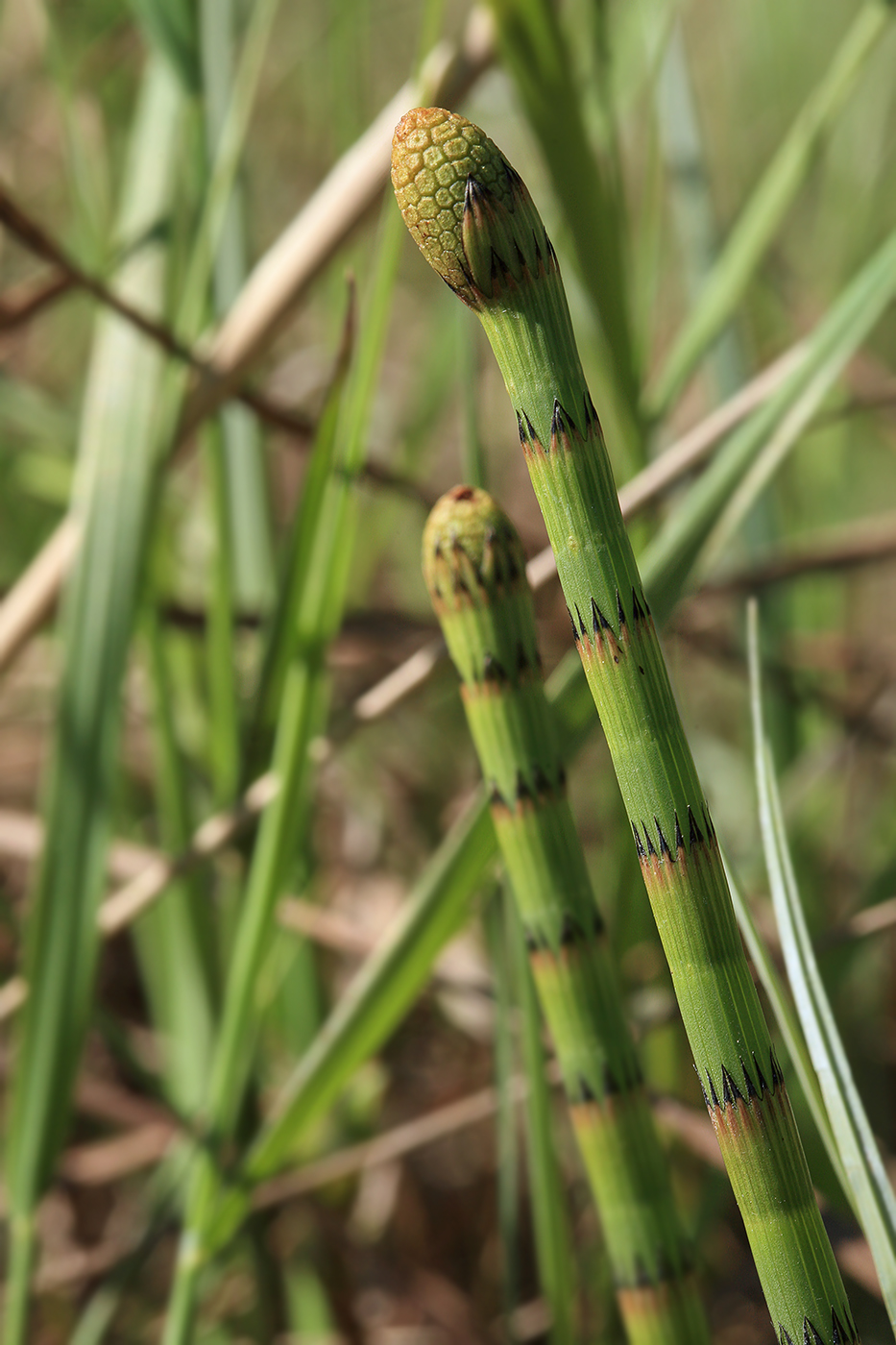 Image of Equisetum fluviatile specimen.