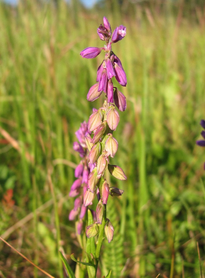 Image of Polygala comosa specimen.