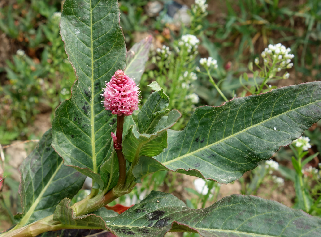 Image of Persicaria amphibia specimen.