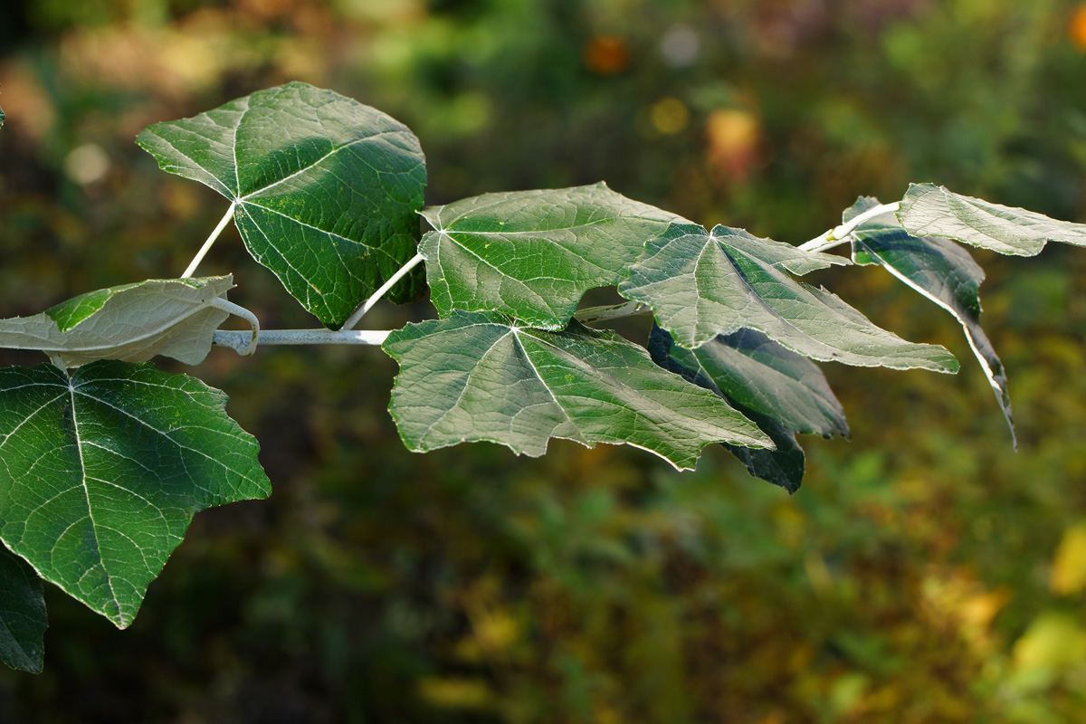 Image of Populus alba specimen.